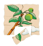 Lagen-Puzzle „Apfel“ - 17039 5 product rgb 800x800