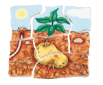 Lagen-Puzzle „Kartoffel“ - 17043 4 product rgb 800x800