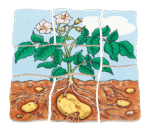 Lagen-Puzzle „Kartoffel“ - 17043 5 product rgb 800x800