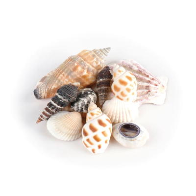 Muscheln im Organzabeutel