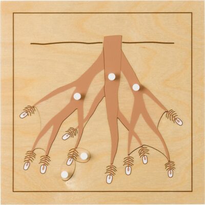 Montessori Botanisches Puzzle, Wurzel