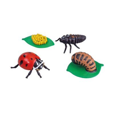 Lebenszyklus-Figuren: Marienkäfer