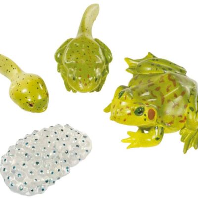 Lebenszyklus-Figuren: Frosch
