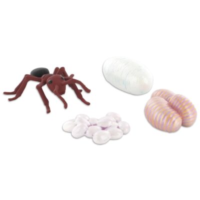 Lebenszyklus-Figuren: Ameise