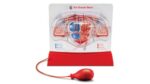 Herz-Kreislauf-Modell - 83696 deops
