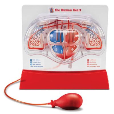 Herz-Kreislauf-Modell