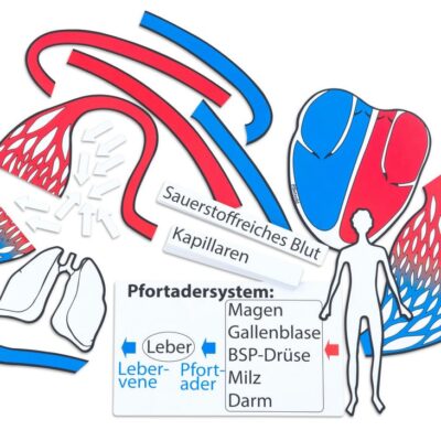 Blutkreislauf, magnetisches Tafelmaterial