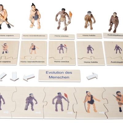 Evolution des Menschen