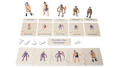 Evolution des Menschen