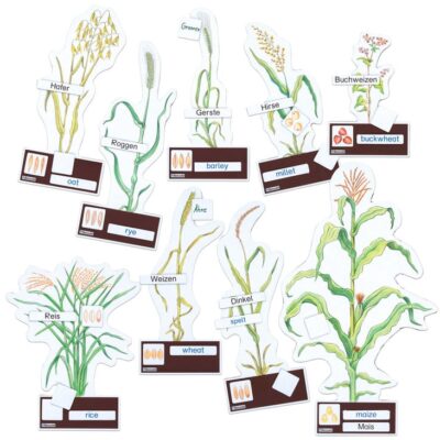 Getreidearten bestimmen leicht gemacht