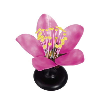 Kirschblüte