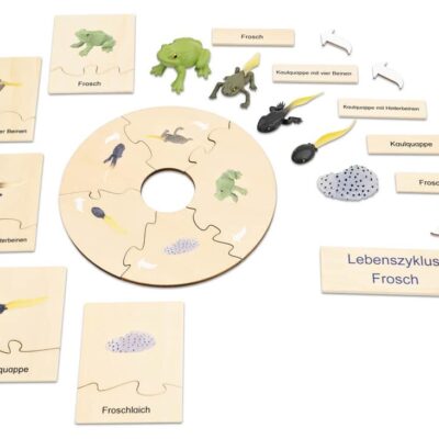 Lebenszyklus Frosch
