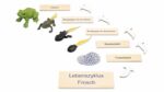 Lebenszyklus Frosch - Betzold Lebenszyklus Frosch E 767557 j ZD
