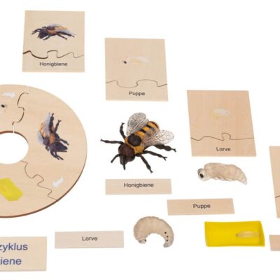 Lebenszyklus Honigbiene
