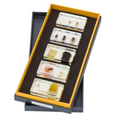 Lebenszyklus Honigbiene, Kunstglasblöcke