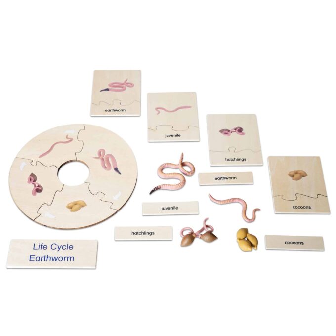 Betzold-Lebenszyklus-Regenwurm-E_767567_h-ZN