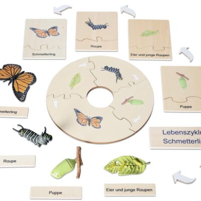 Lebenszyklus Schmetterling