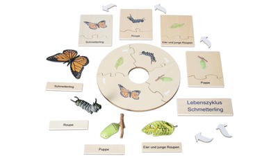 Lebenszyklus Schmetterling