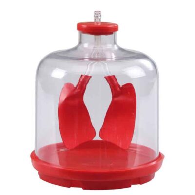 Lungen-Funktionsmodell