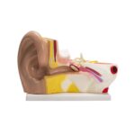 Ohr-Modell - Betzold Ohr Modell 86181 a ZD