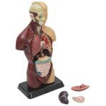 Schülertorso - Betzold Schuelertorso 81895 h ZN