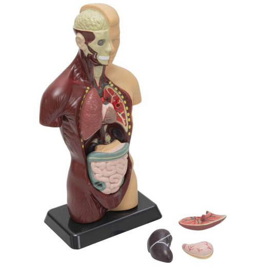 Betzold-Schuelertorso-81895_h-ZN Schülertorso - Betzold Schuelertorso 81895 h ZN