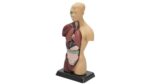 Schülertorso - Betzold Schuelertorso 81895 i ZD