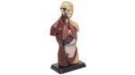 Schülertorso - Betzold Schuelertorso 81895 j ZD