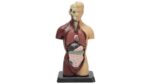 Schülertorso - Betzold Schuelertorso 81895 k ZD