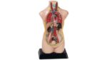 Torso, verkleinert - Betzold Torso verkleinert 85138 3 ZD