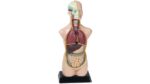 Torso, verkleinert - Betzold Torso verkleinert 85138 MSTR ZD