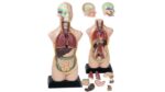Torso, verkleinert - Betzold Torso verkleinert 85138 a ZD