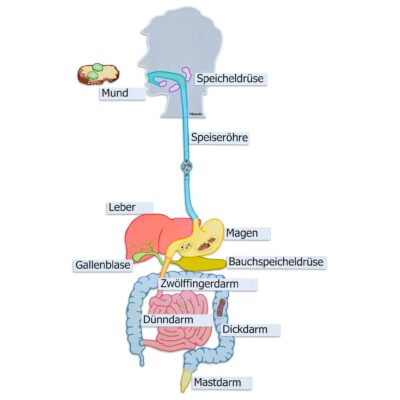 Verdauungsorgane, magnetisches Tafelmaterial