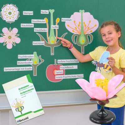 Von der Kirschblüte bis zur Frucht, Tafelmaterial