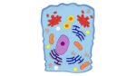 magnetische Tierzelle - Betzold magnetische Tierzelle 89749 a ZD