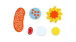 magnetische Tierzelle - Betzold magnetische Tierzelle 89749 e ZD