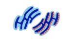magnetische Tierzelle - Betzold magnetische Tierzelle 89749 f ZD