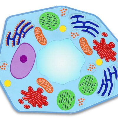Magnetische pflanzliche Zelle