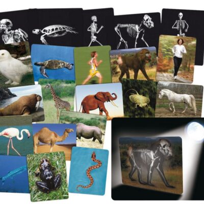 Röntgenbilder Tier und Mensch