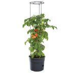 Tomaten-Pflanztopf - Tomaten Pflanztopf E 766322 a ZN