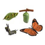 Lebenszyklen Schmetterling - 120766 1