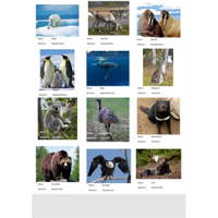 Zuordnungsteppich „Kinder der Welt und wir“ - Tiere1