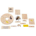 Lebenszyklen-Set - Betzold Lebenszyklen Set E 773103 g ZN
