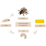 Lebenszyklen-Set - Betzold Lebenszyklen Set E 773103 h ZN