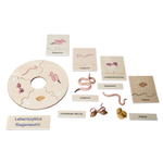 Lebenszyklen-Set - Betzold Lebenszyklen Set E 773103 p ZN
