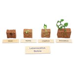 Lebenszyklen-Set - Betzold Lebenszyklen Set E 773103 r ZN