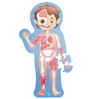 Anatomie-Puzzle, der Mensch